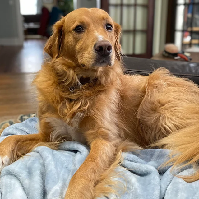 Huxley, a dog that most people thought was a Golden Retriever, but did not have any Golden Retriever in his Embark DNA test results