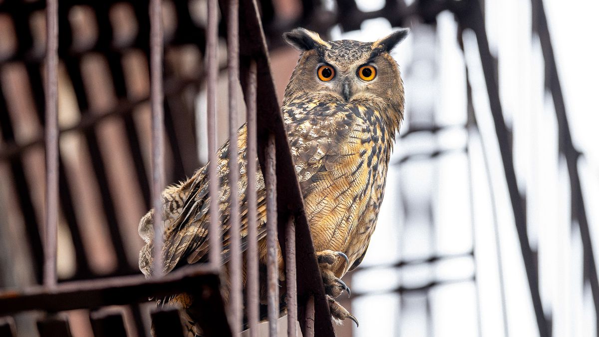 Animal, Bird, Owl, and Beak