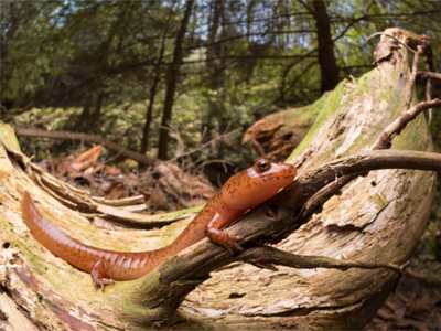 A northern spring salamander lounges on a tree's branch in Ohio.&nbsp;