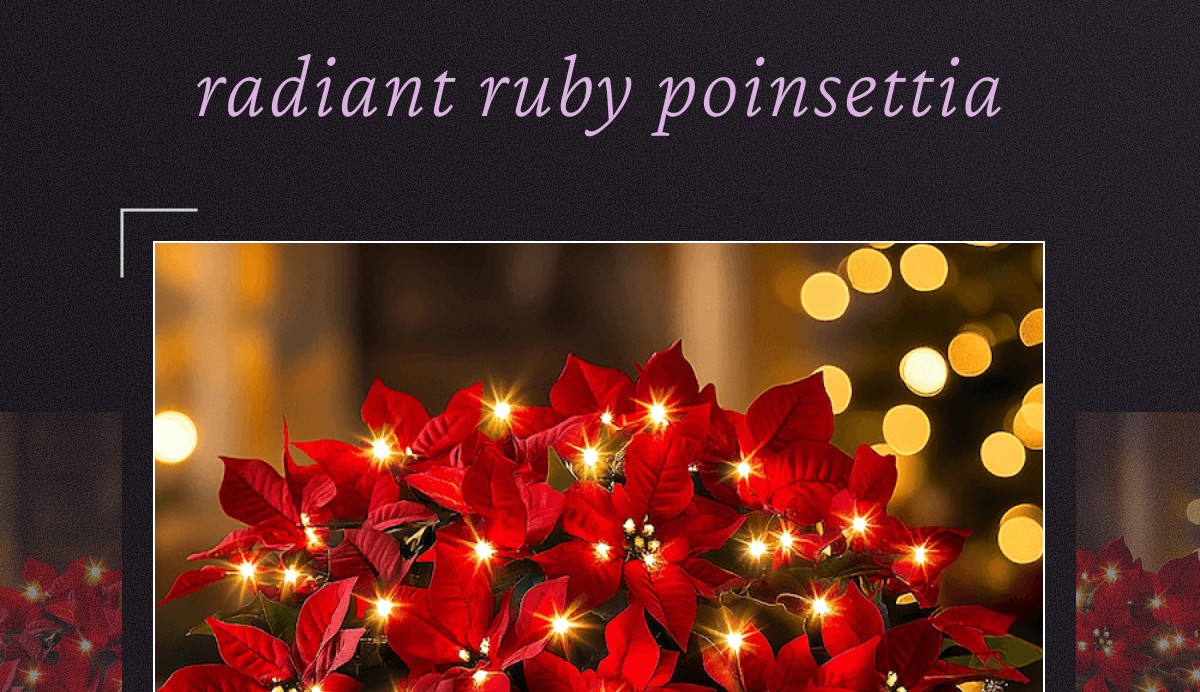 Radiant Ruby Poinsettia