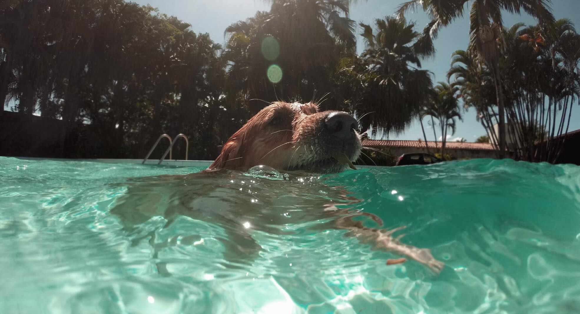 A dog beating the summer heat