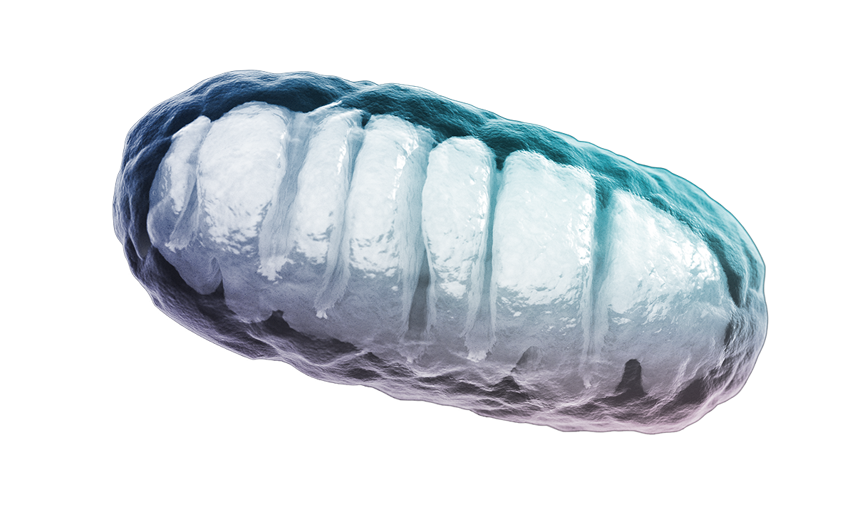 Mitochondria