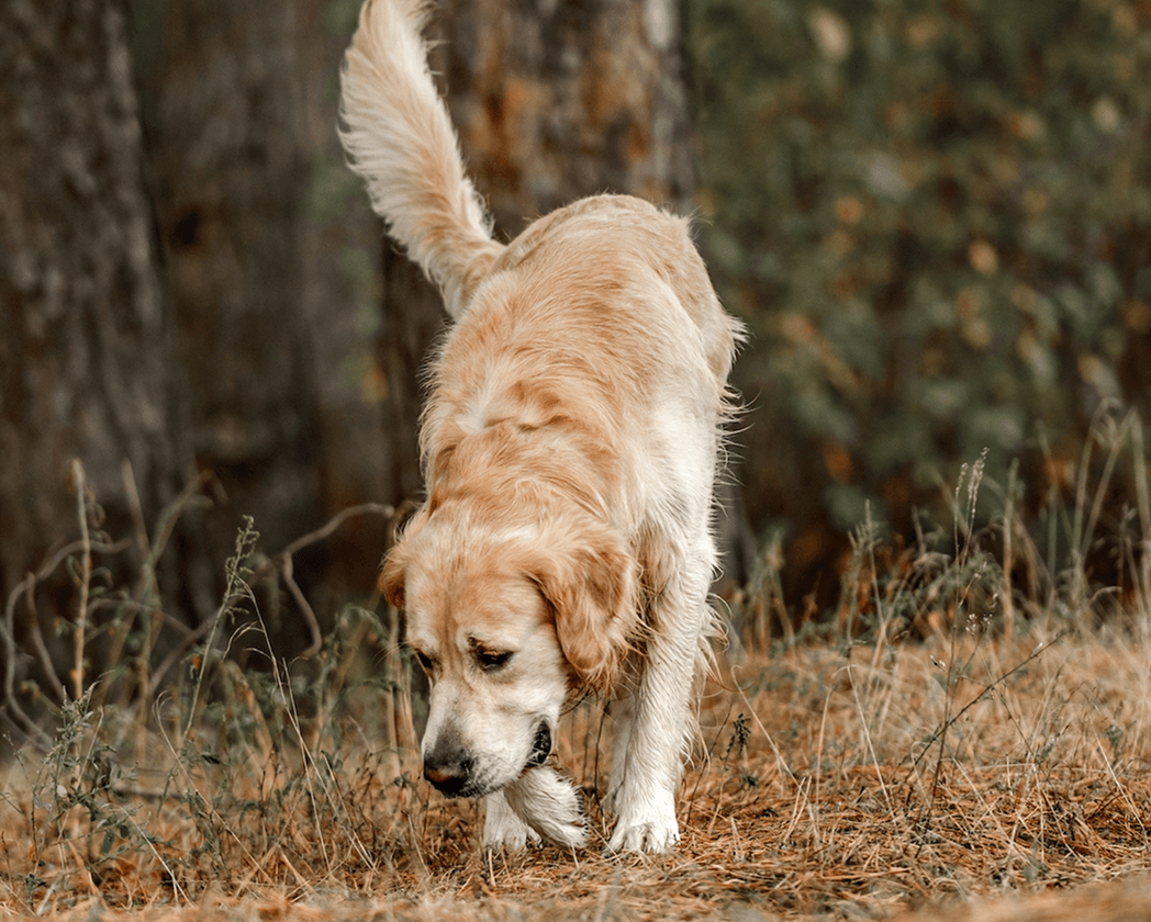 how-can-i-stop-my-dog-from-eating-poop