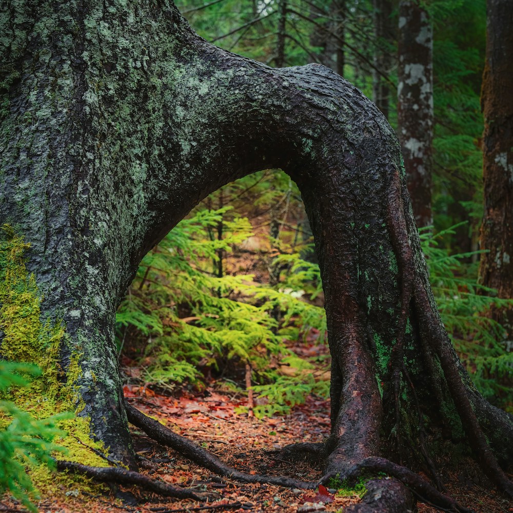 A tree trunk that has grown into an arch over a forest path.