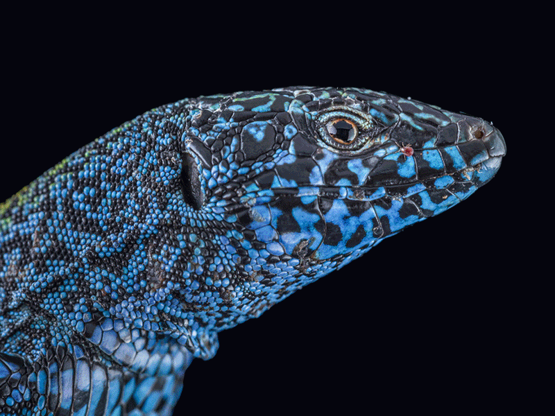 A GIF of multi-colored lizards