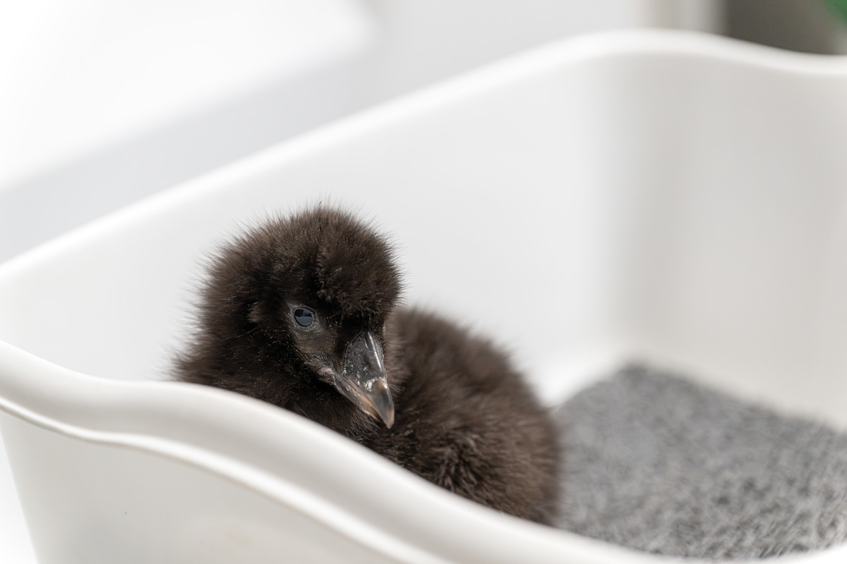 Tufted puffin chick looking like a black poof ball sitting in a white bucket 