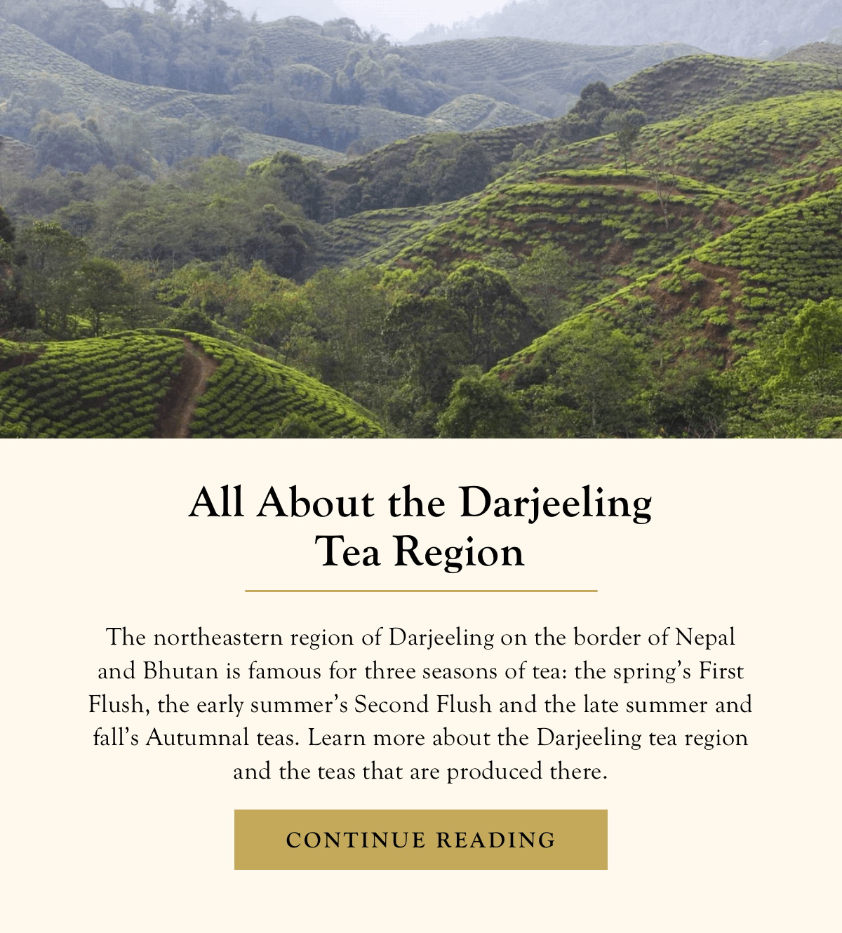 All About the Darjeeling Tea Region >