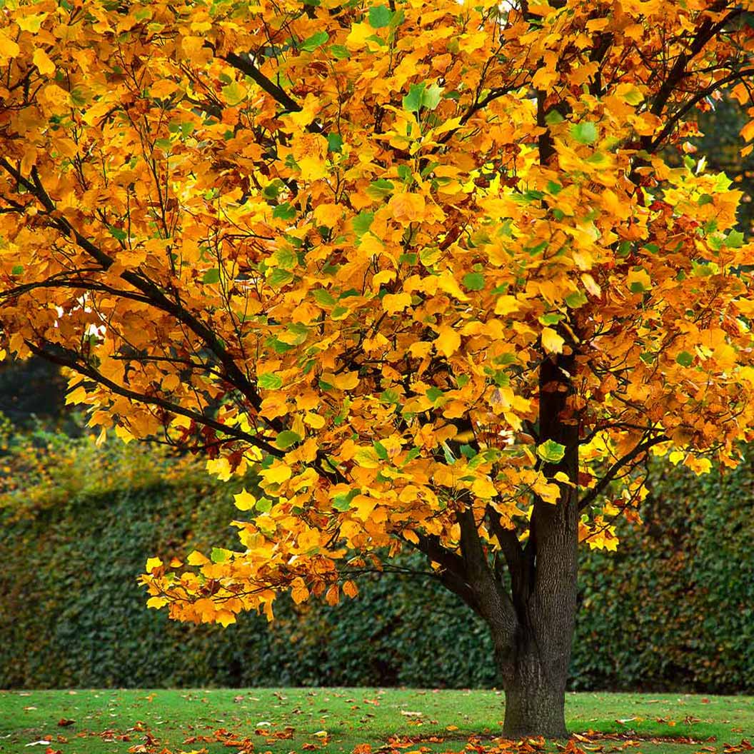 Image of Tulip Poplar Tree