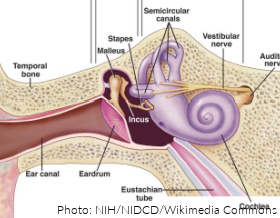 A medical diagram of the human ear.