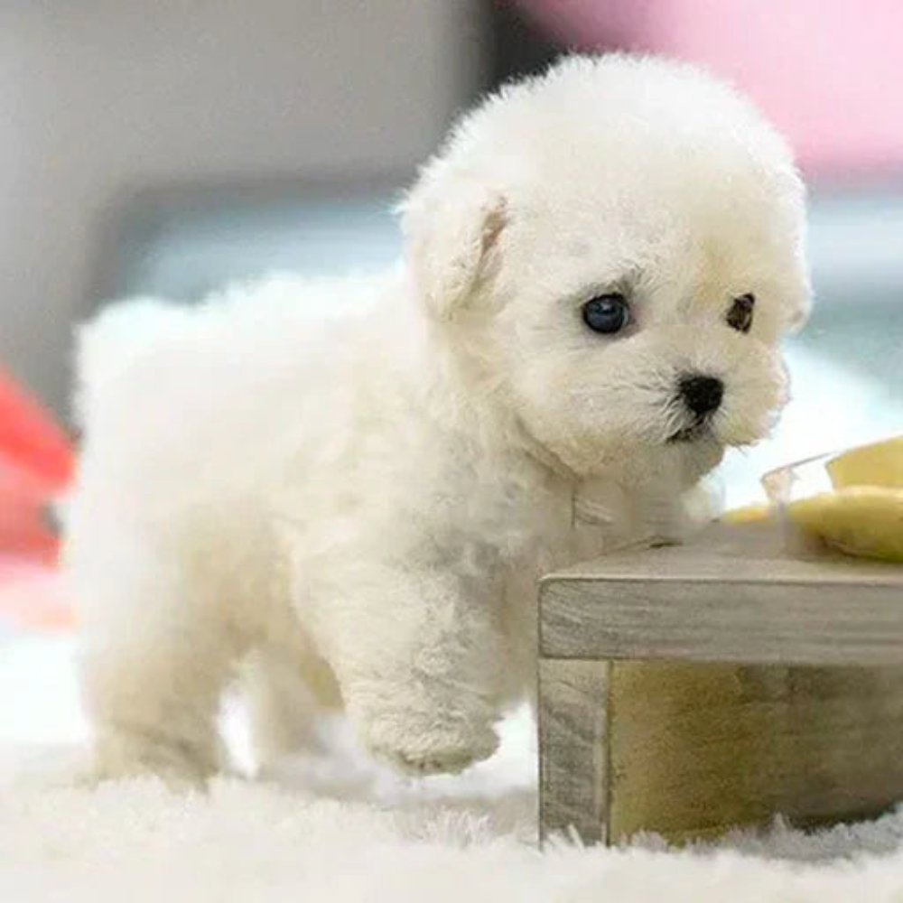 Image of Interactive Robotic Plush Puppy