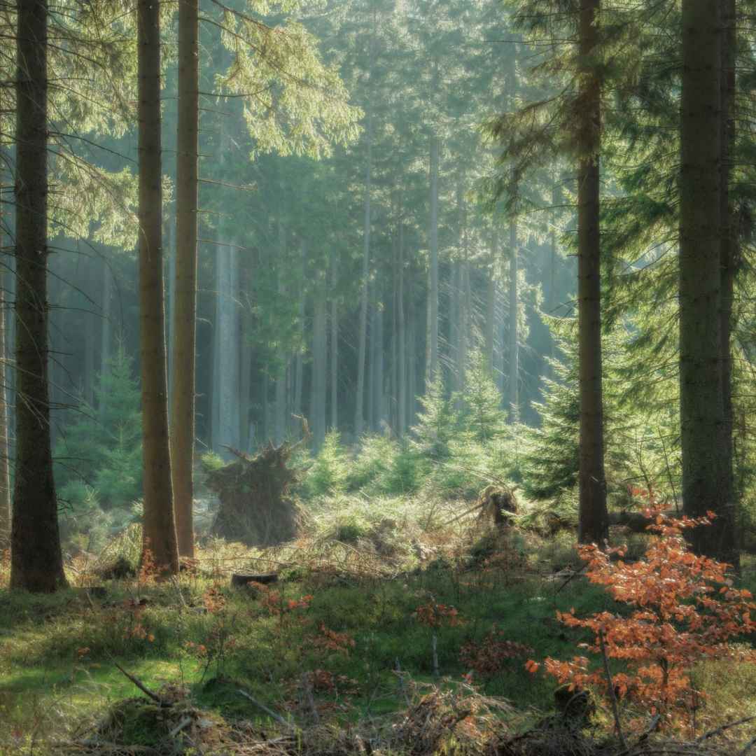 Ergothioneine - the ground-breaking new antioxidant for your eyes