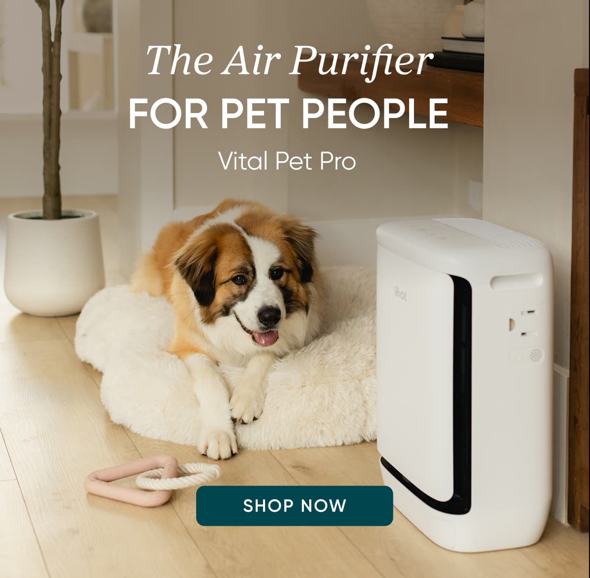 The air purifier for pet people