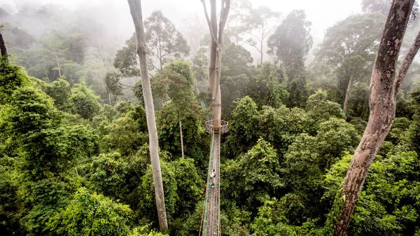 A man stands on a suspension bridge running through the canopy of relatively undisturbed lowland dipterocarp forest.