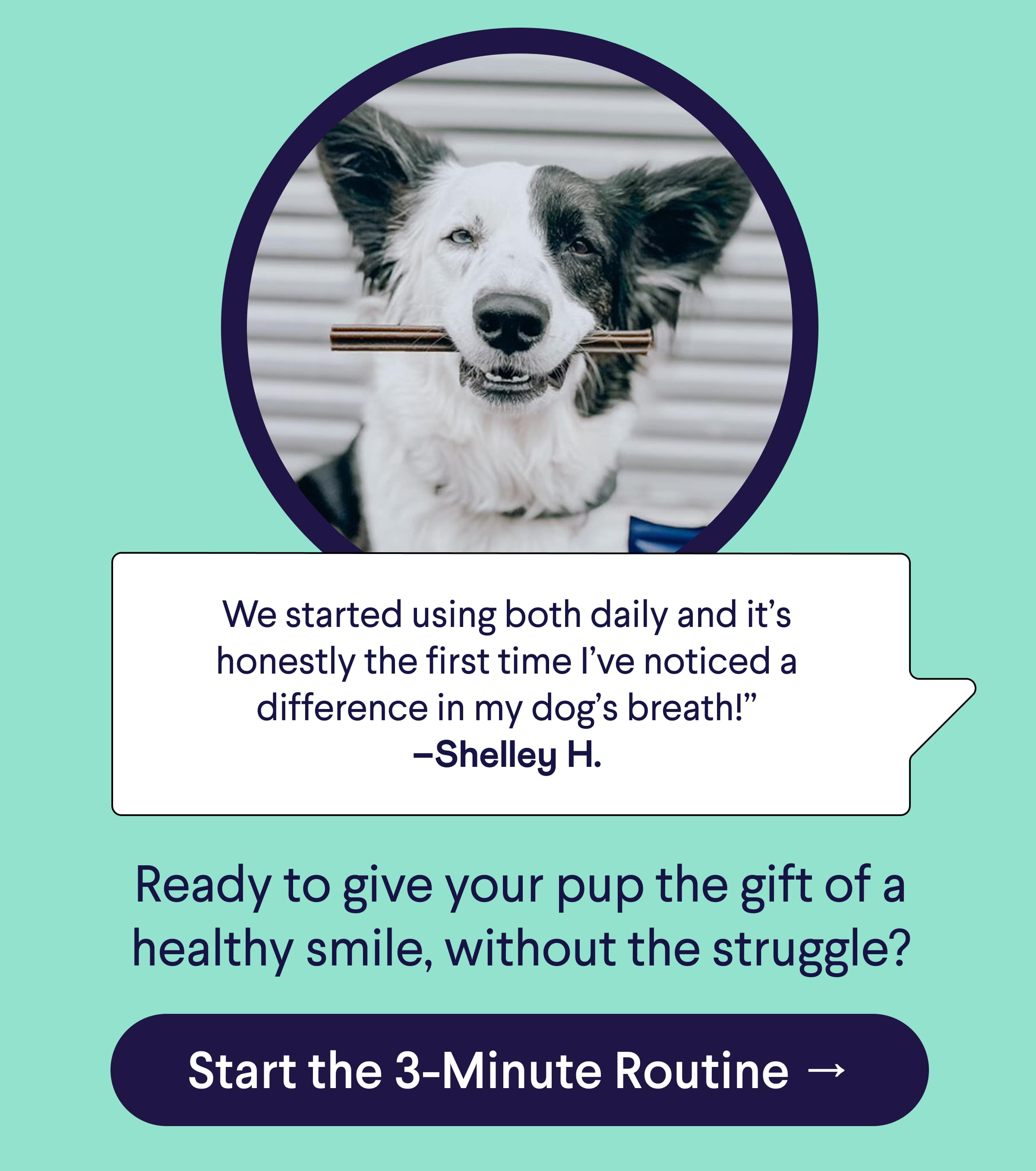 Text: 5-Star Customer Review: "We started using both daily and it’s honestly the first time I’ve noticed a difference in my dog’s breath!” –Shelley H. Ready to give your pup the gift of a healthy smile, without the struggle? CTA: Start the 3-Minute Routine → Photo: Mixed breed dog with Finn Plaque Patrol Chew in mouth