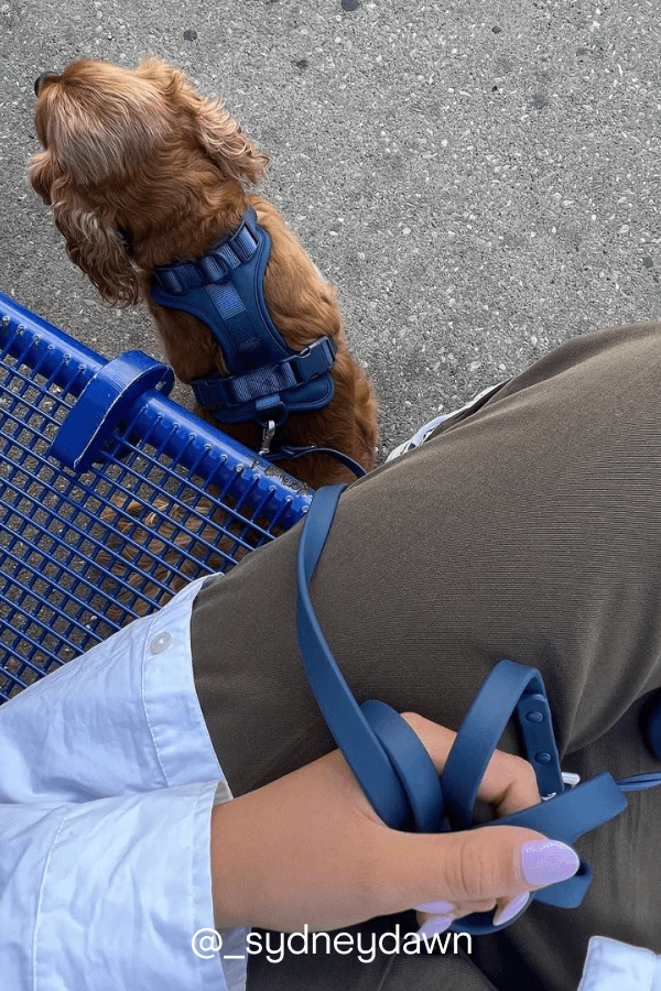 navy leash and harness walk kit