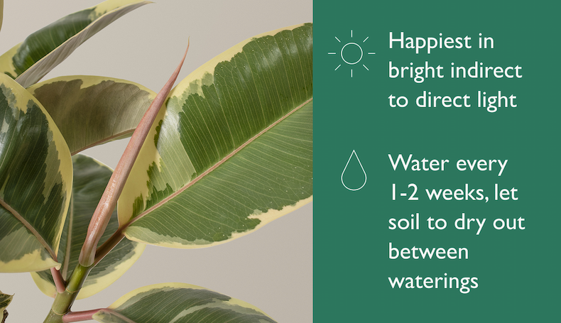 Ficus Plant Care Tips