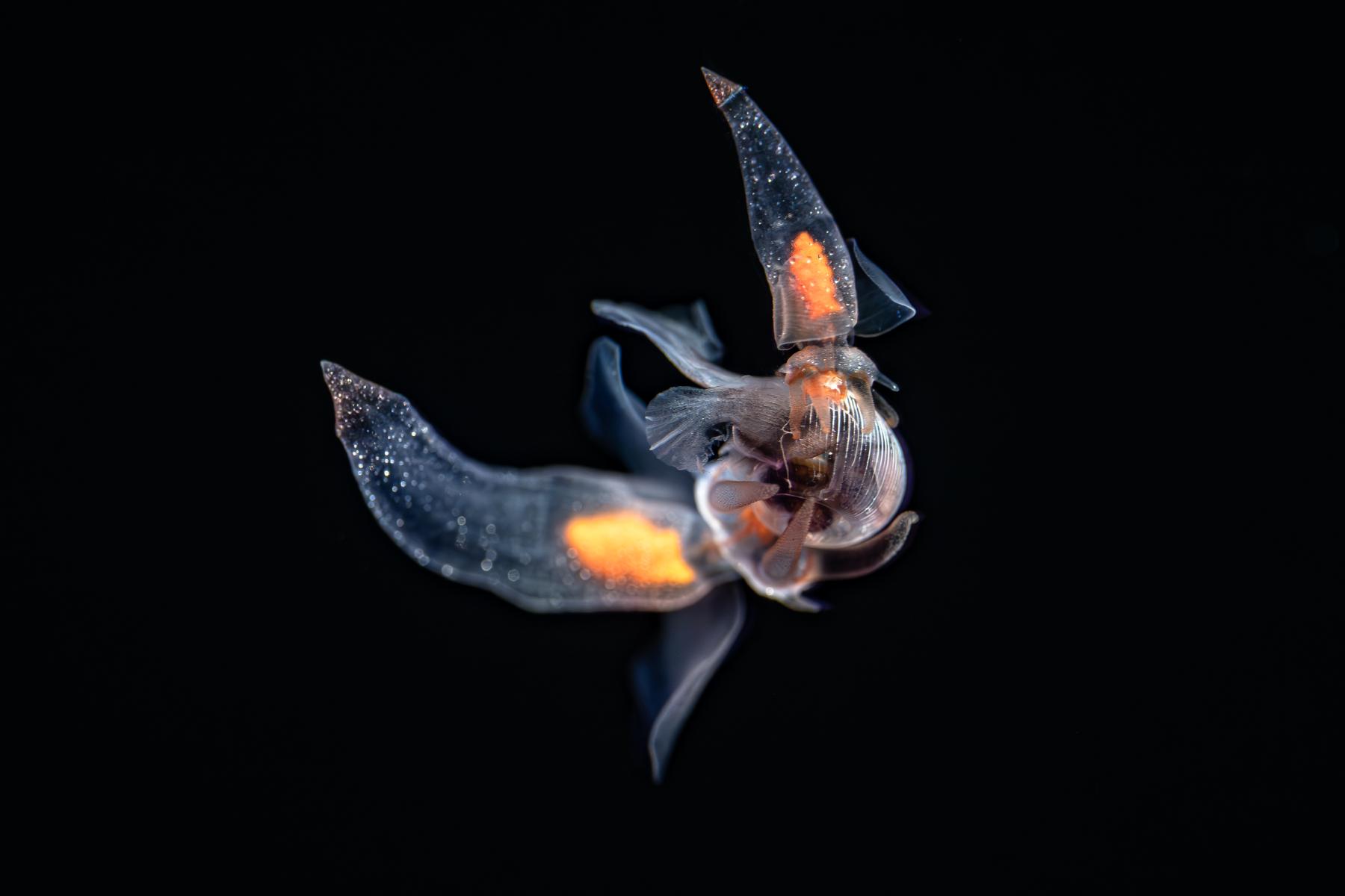 Two translucent sea angels with orange innards grab onto a sea snail with their oral tentacles