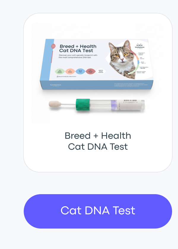 Cat DNA Test