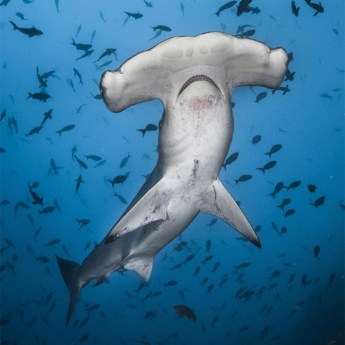 Scalloped hammerhead shark, Sphyrna lewini, swimming above a reef. Cocos Island, Pacific Ocean, Costa Rica.
