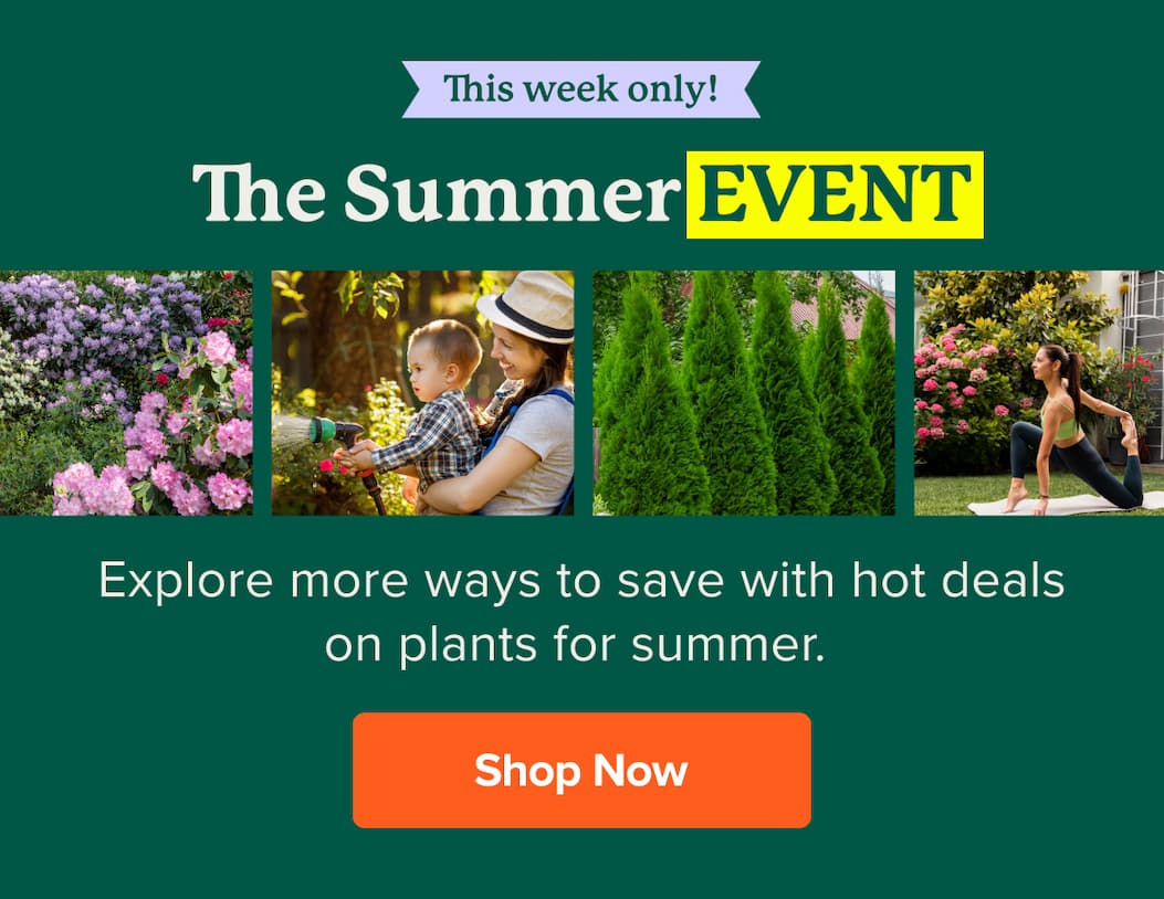 This week only! The summer event ends soon! Shop while these deals last>>