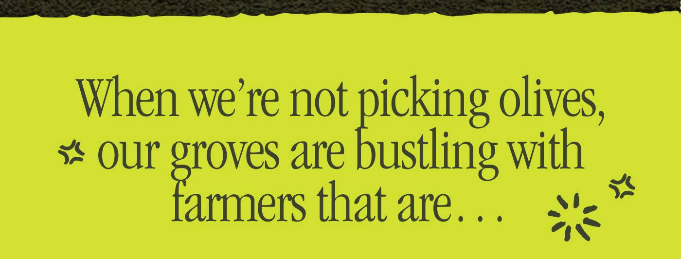When we're not picking olives, our groves are bustling with farmers that are . . .