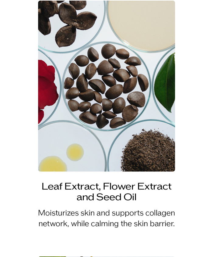 Leaf Extract, Flower Extract, and Seed Oil