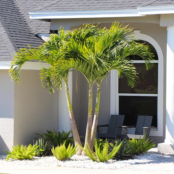 Image of Christmas Palm