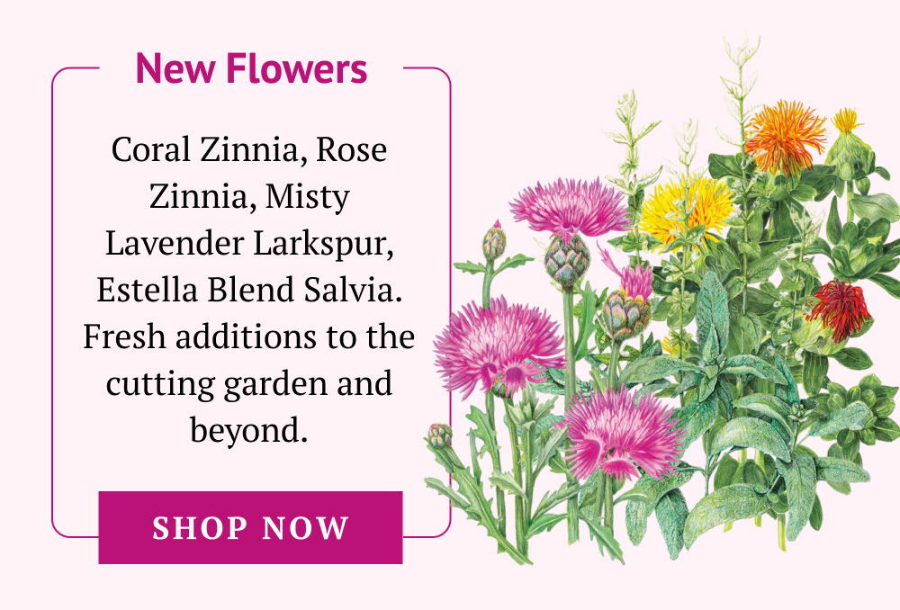 Coral Zinnia, Rose Zinnia, Misty Lavender Larkspur, Estella Blend Salvia. Fresh additions to the cutting garden and beyond.