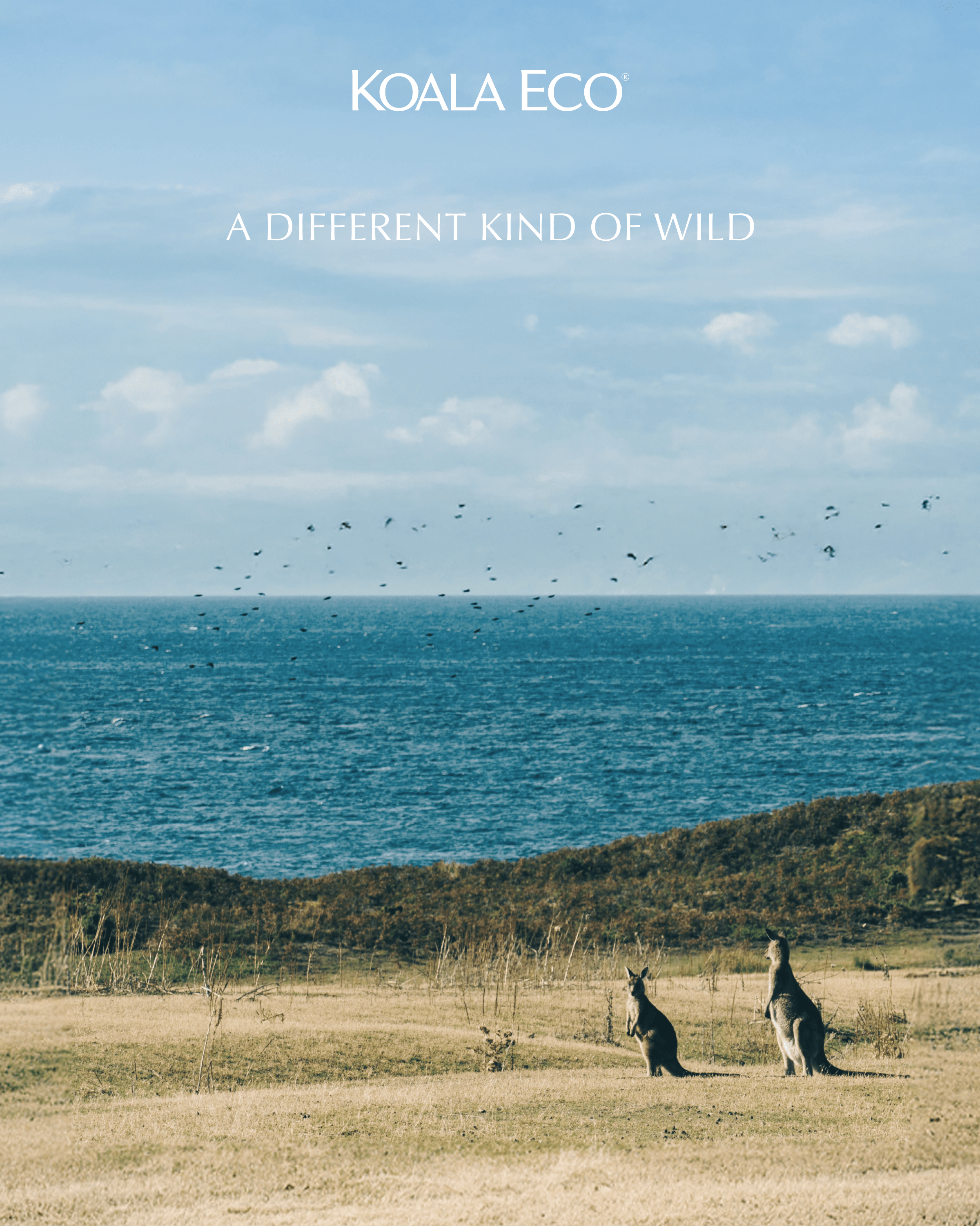 Koala Eco: A different kind of wild