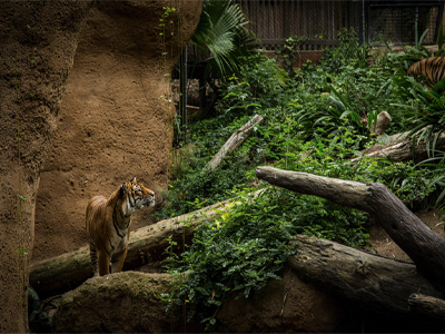 Breeding programs at zoos such as San Diego are used to boost endangered species like tigers.