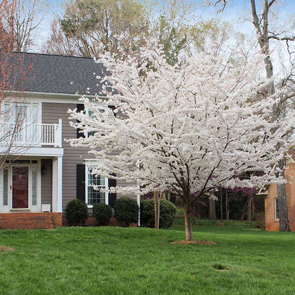Image of Yoshino Cherry Tree