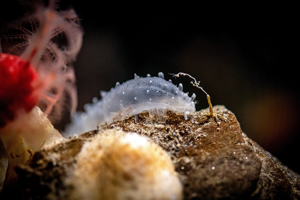 A transparent sea cucumber resting on a brown rock in dark water amid other deep seafloor invertebrates
