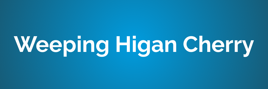 Weeping Higan Cherry