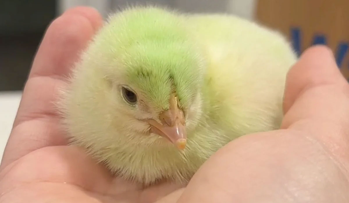 A green chick.