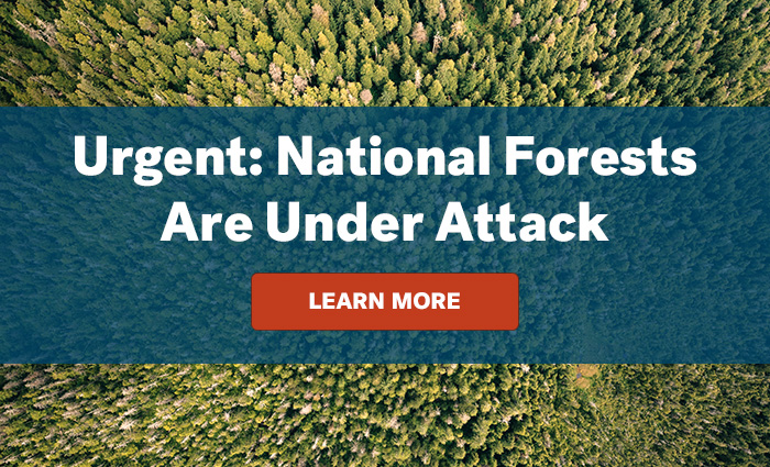 Aerial view of a forest. Urgent: National Forests Are Under Attack. Learn More.