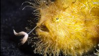 hairy frog fish