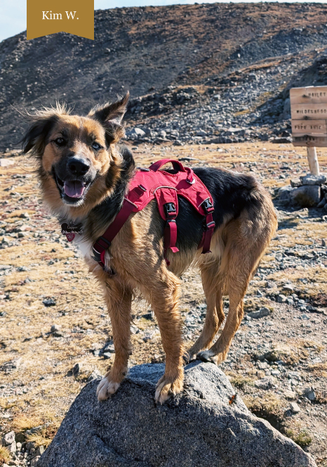 A dog on a mountain trail