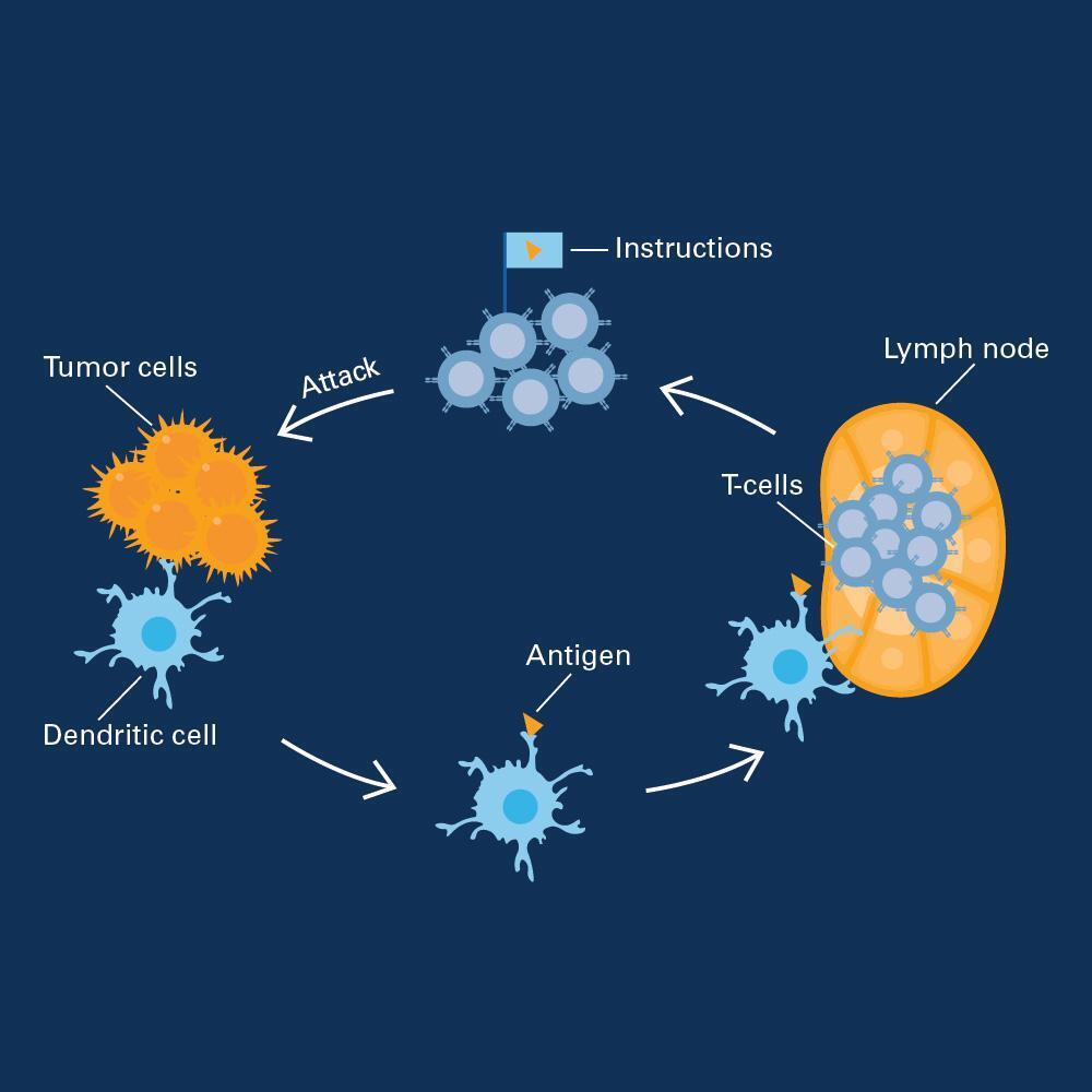 Infographic depicting the cyclical process of how dendritic cells help fight cancer
