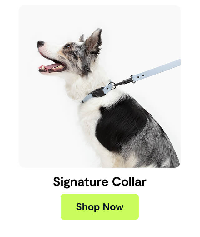 Signature Collar
