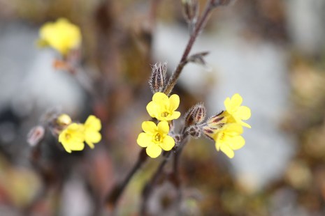 A close up photo of small yellow flowers on a stalk.