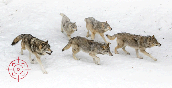 ANIMATED IMAGE OF MOVING TARGET OVER DISAPPEARING WOLVES