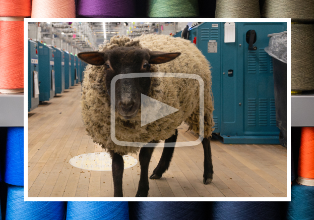 Watch the Video - a loose sheep in the Mill