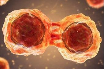 Stem Cell