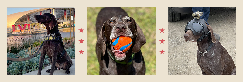 Project K-9 Hero Pet of the Month, Deni