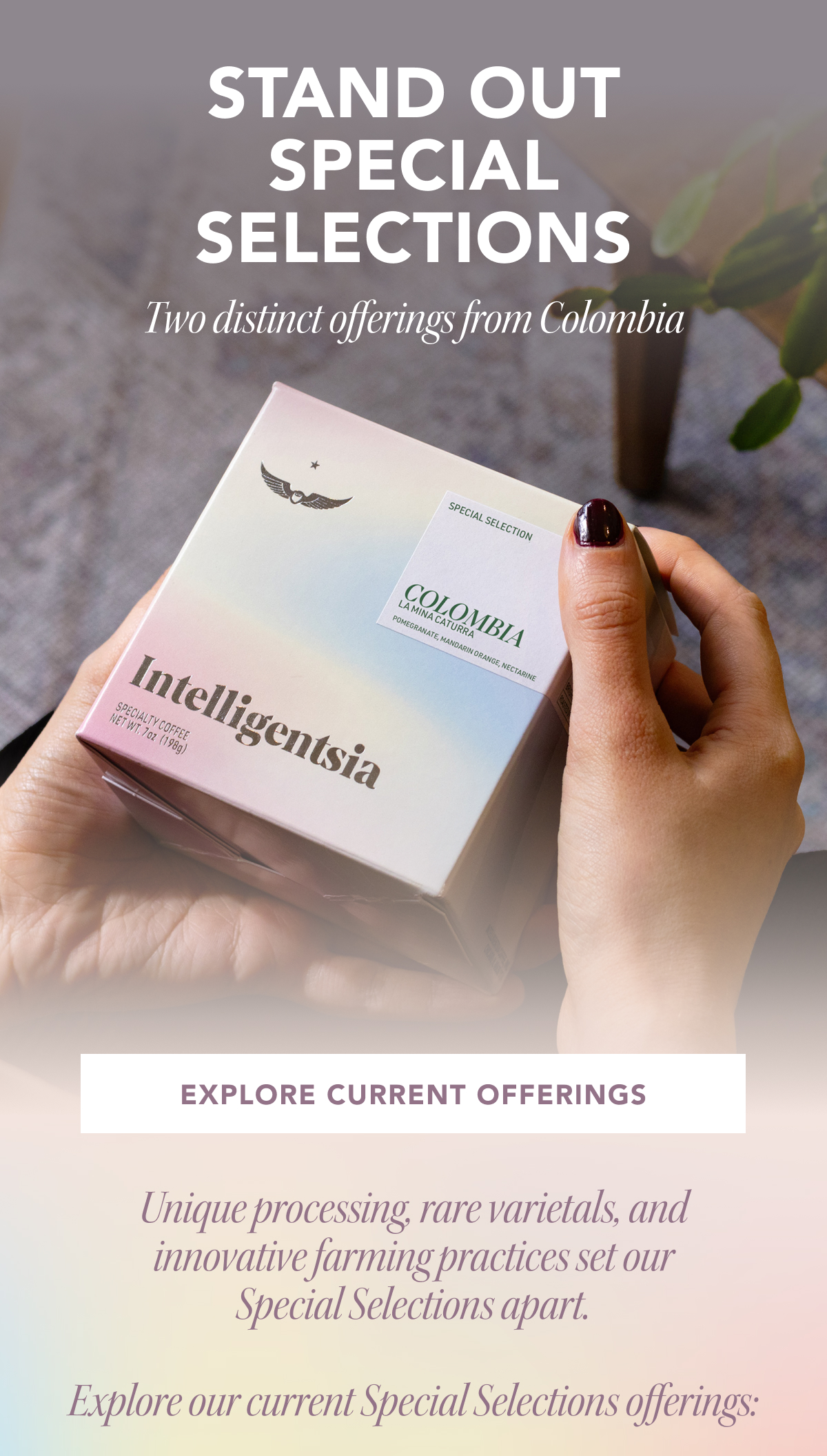 Stand Out Special Selections. Two distinct offerings from Colombia | EXPLORE CURRENT OFFERINGS | Unique processing, rare varietals, and innovative farming practices set our Special Selections apart. Explore our current Special Selections offerings: