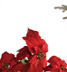 Poinsettia Floral Arrangement Planter