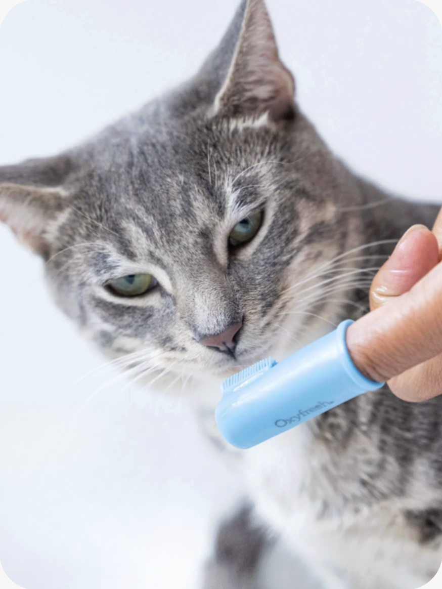Image of a cat about to have their teeth brushed with a finger toothbrush