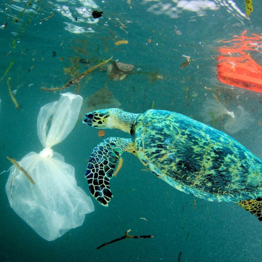 A sea turtle looking at a plastic bag