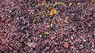 Grape pomace