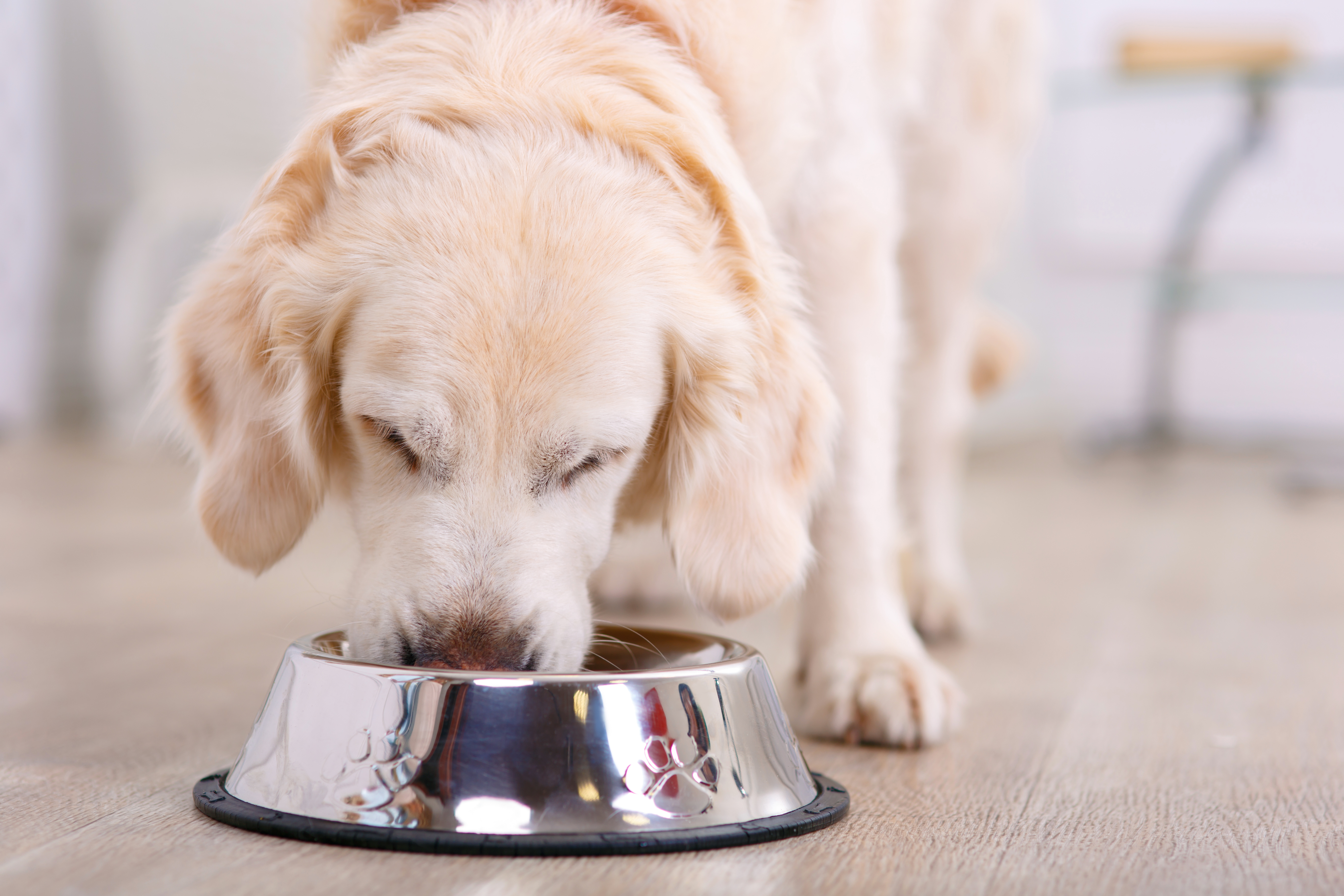 Dog eating